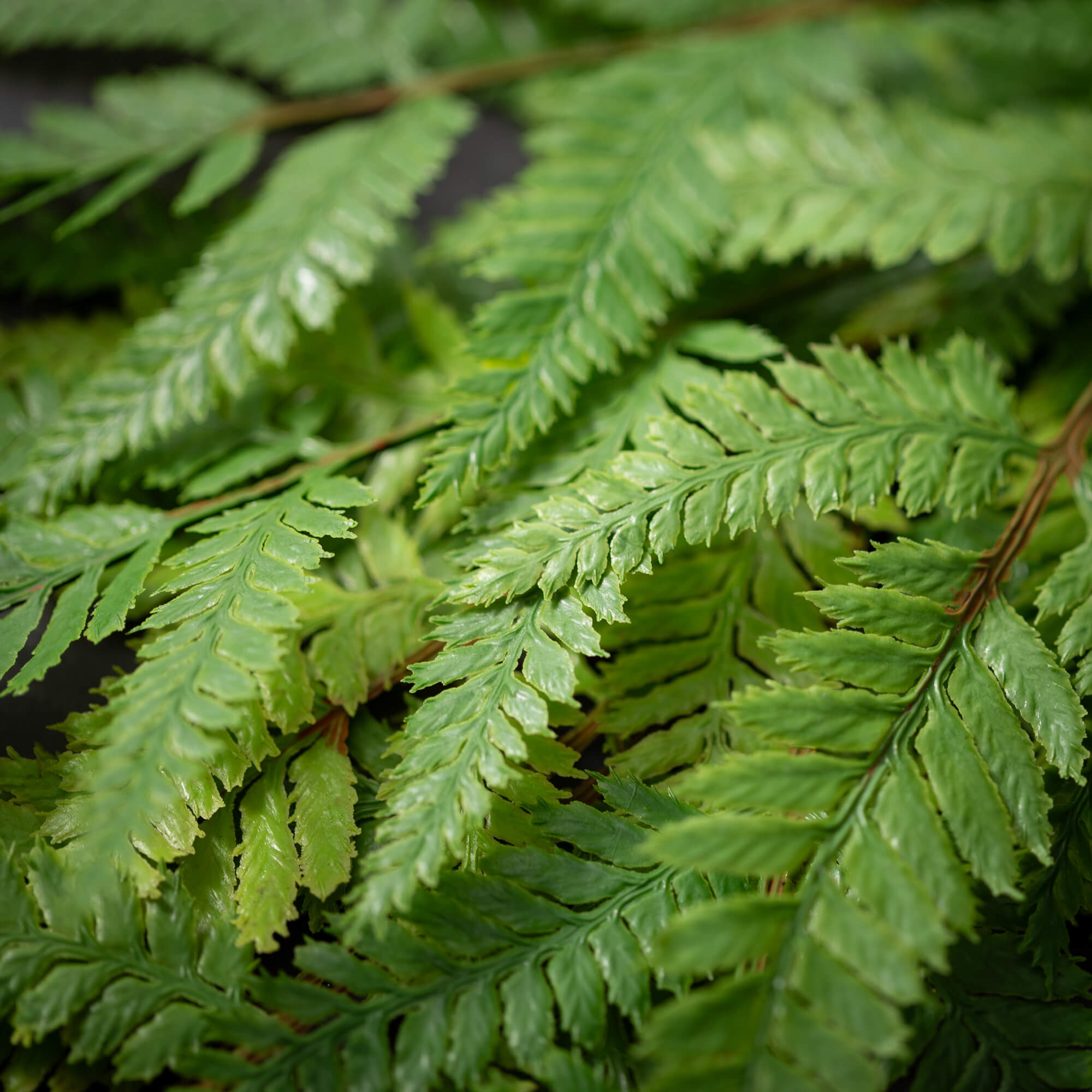 6.5" FERN RING