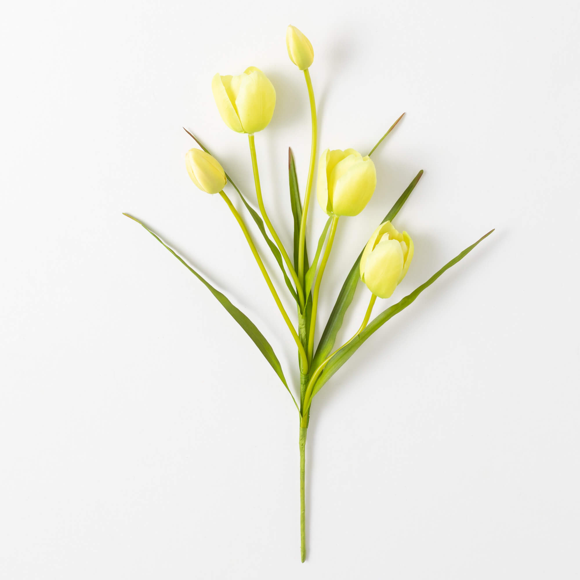 TULIP STEM