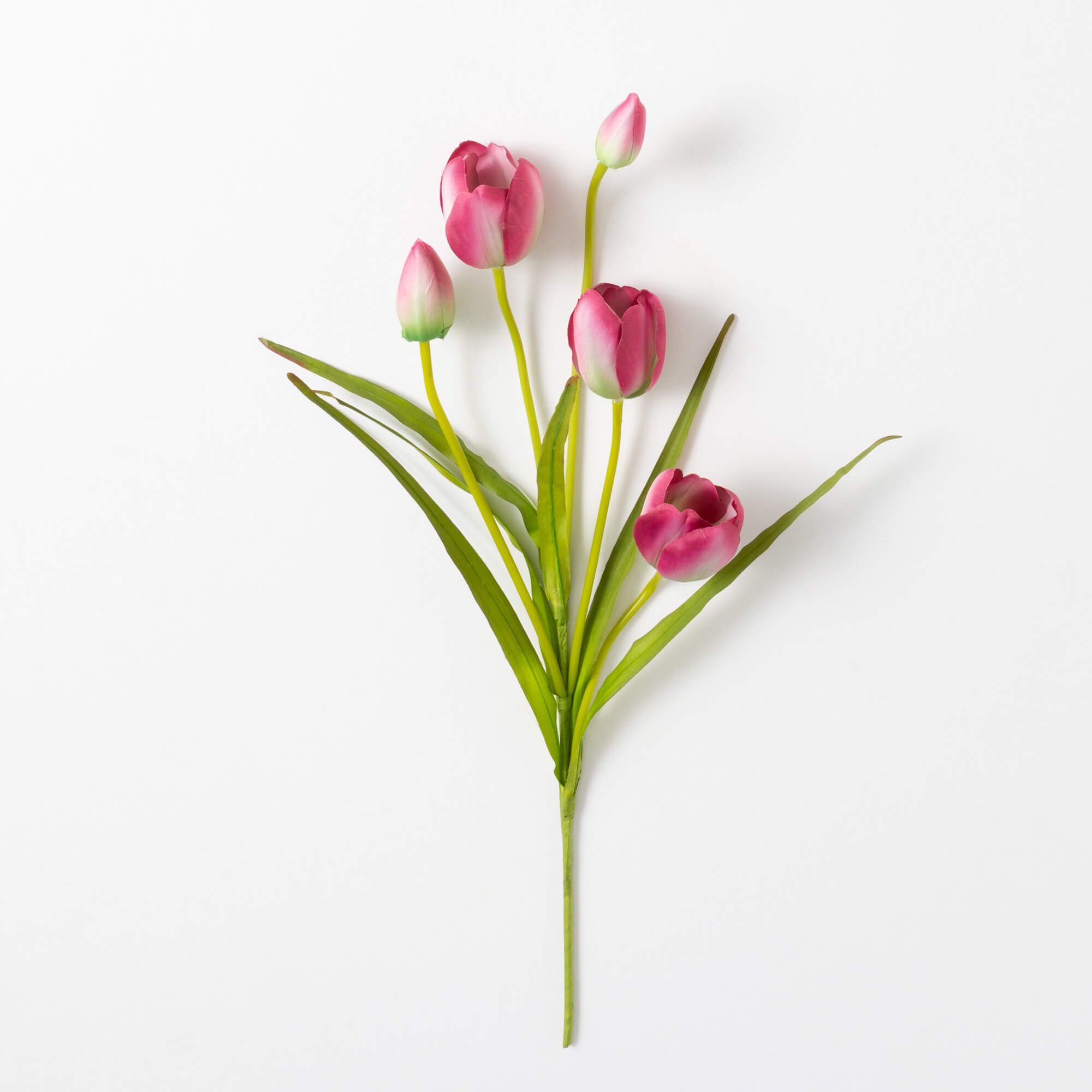 TULIP STEM