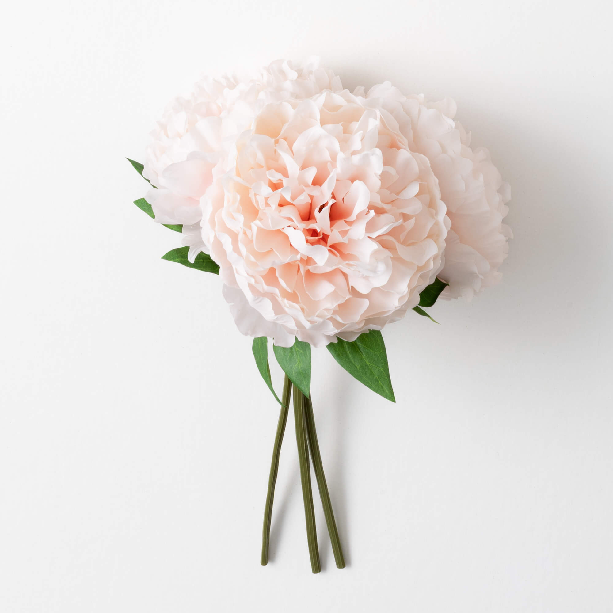 PEONY BUSH