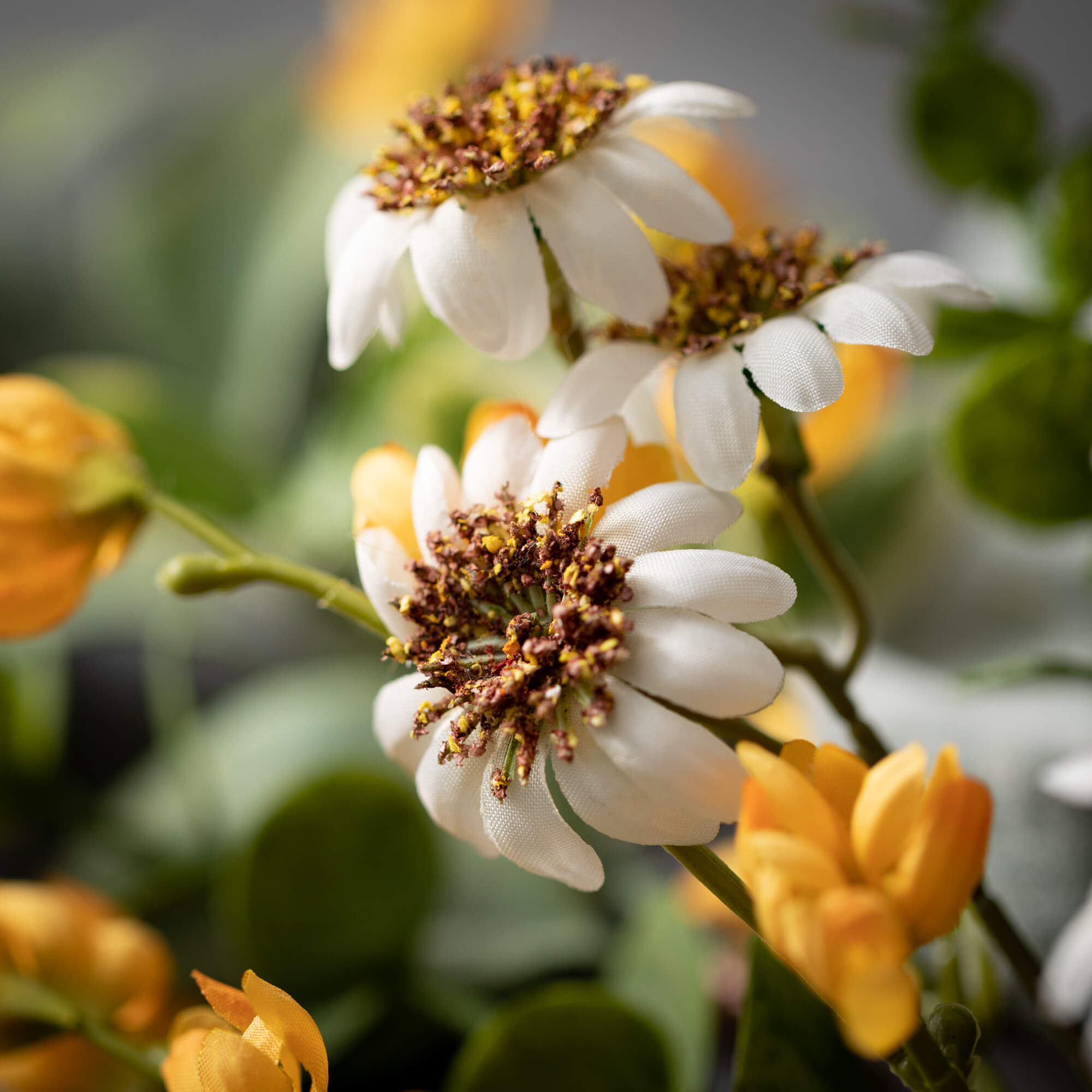 DAISP_1_