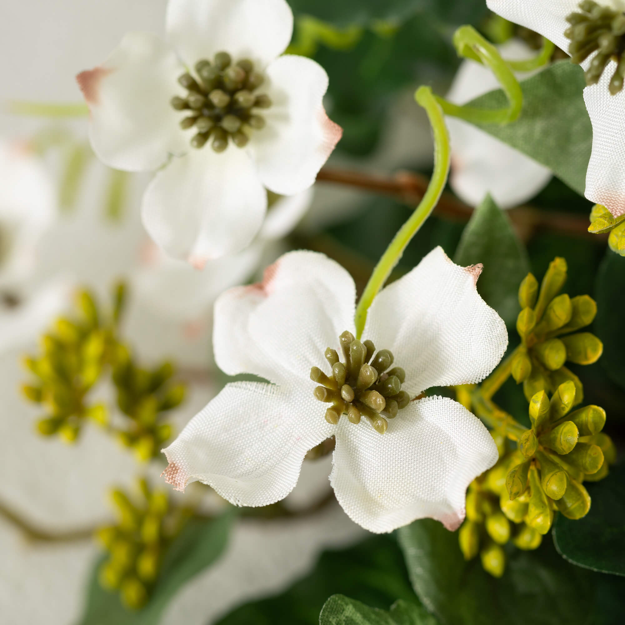 DOGWOOD ORB
