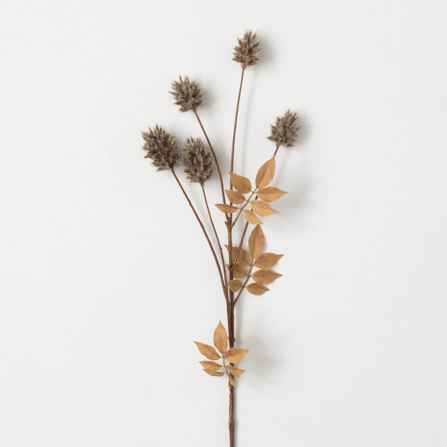 Natural Dry Thistle Branch Flower Stem White 