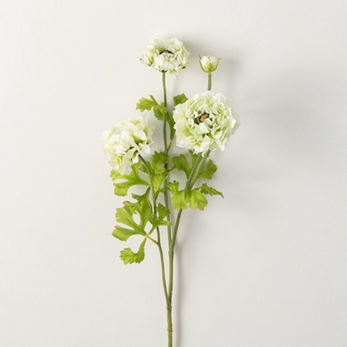 BLOOMING WHITE RANUNCULUS SPRA