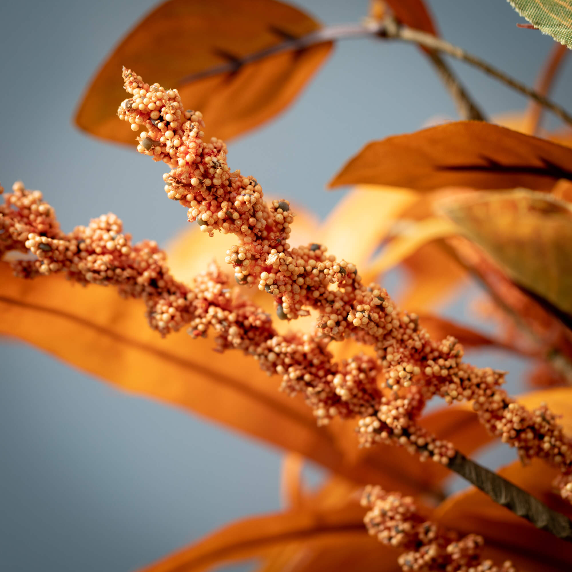FALL1_1_