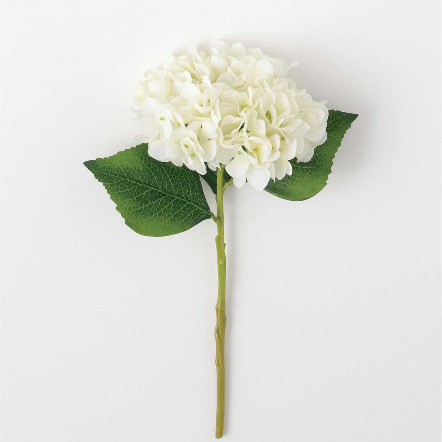 HYDRANGEA STEM