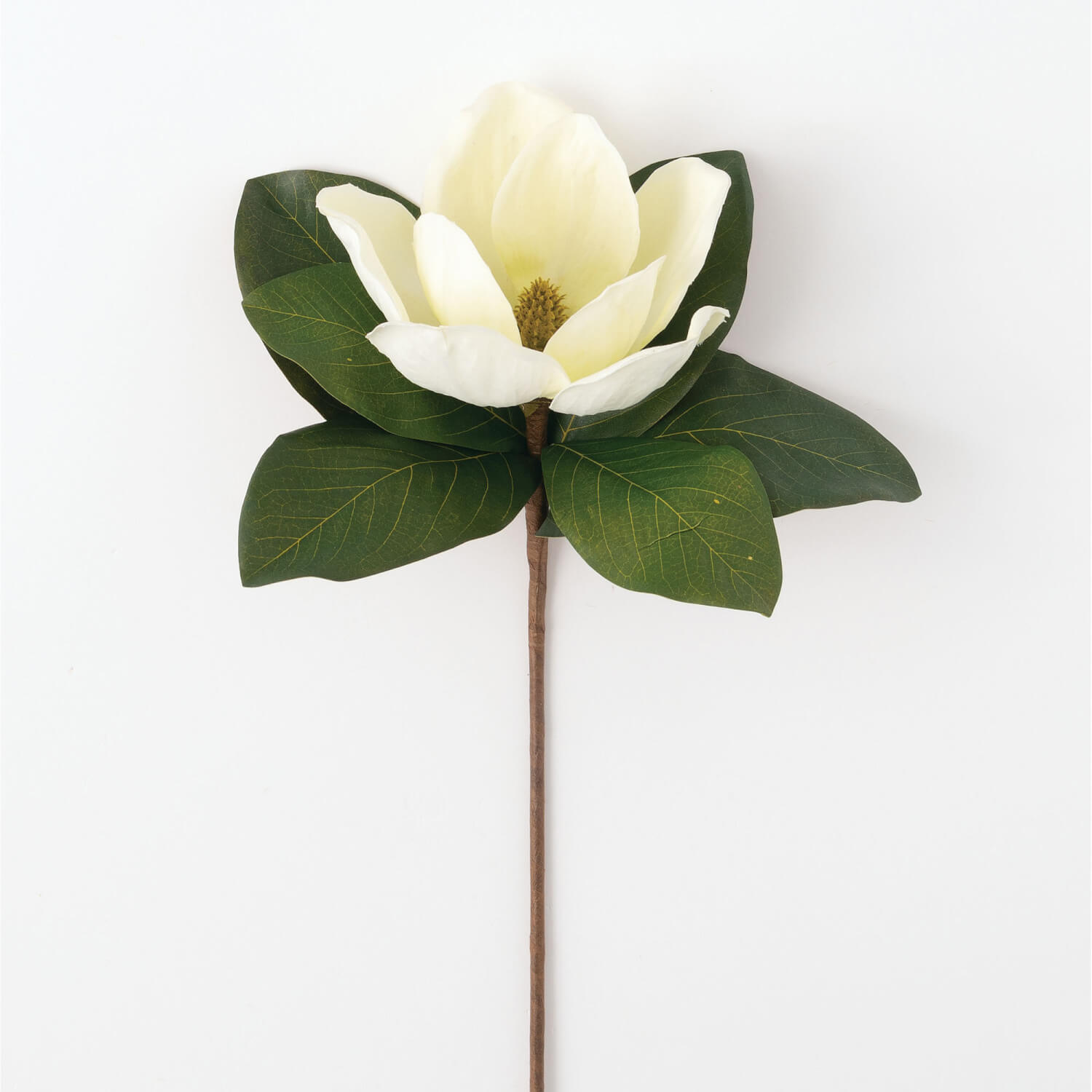 MAGNOLIA STEM