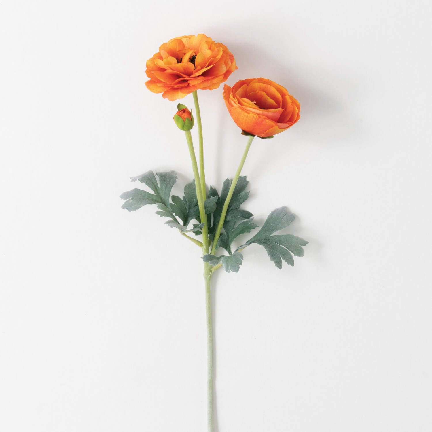 REAL GARDEN RANUNCULUS STEM