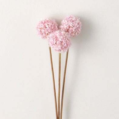 PINK ALLIUM SPRING BUNCH