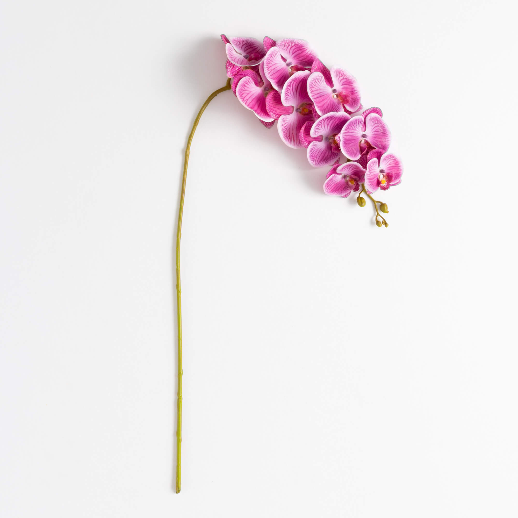 PHALNOPSIS ORCHID