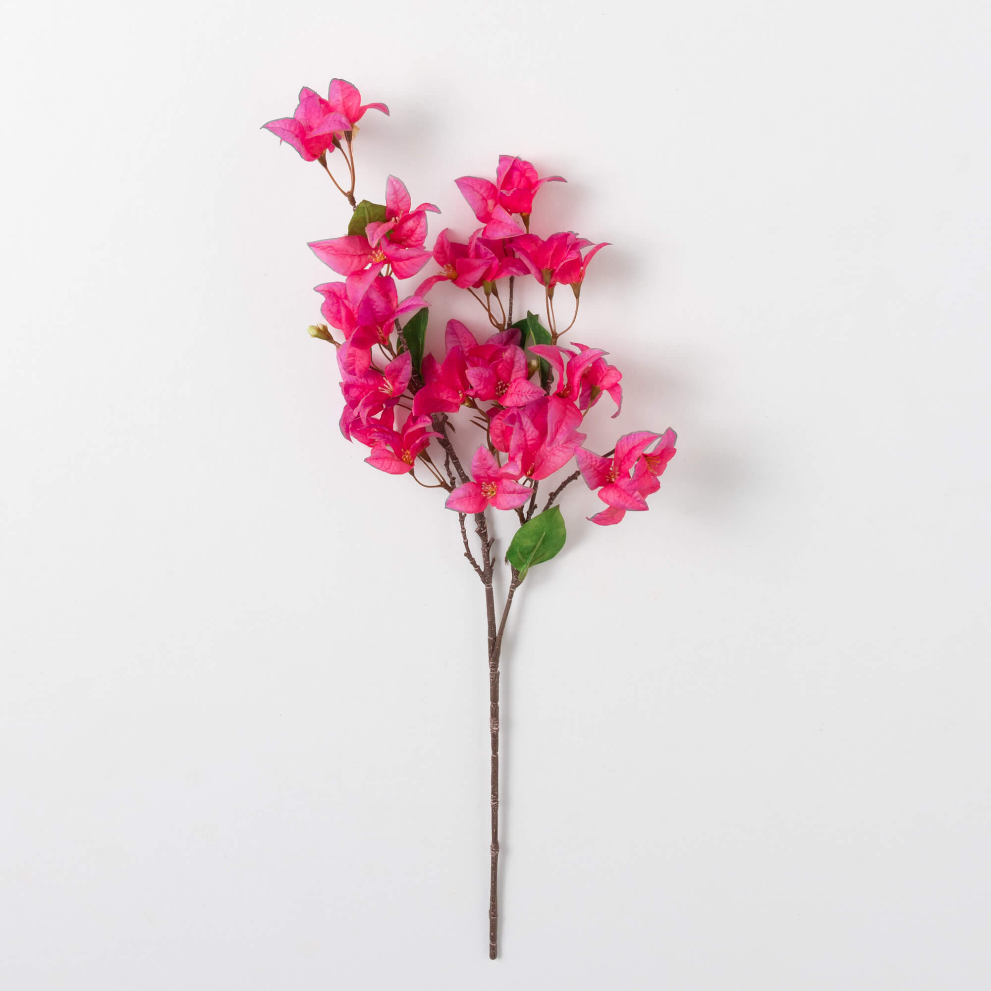 BOGANVILLA STEM