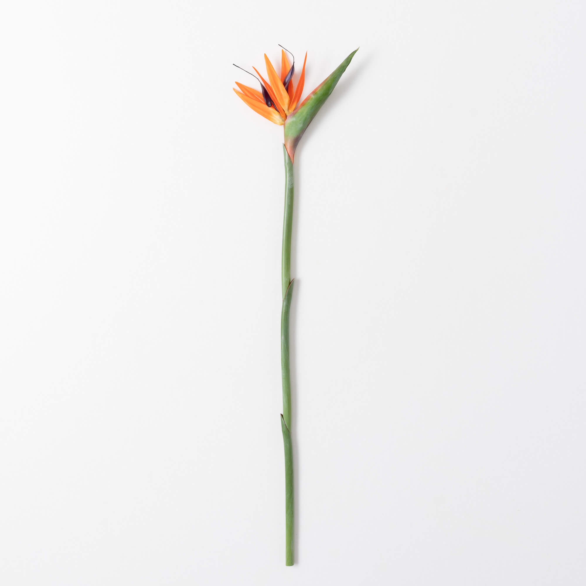 BIRD OF PARADISE STEM