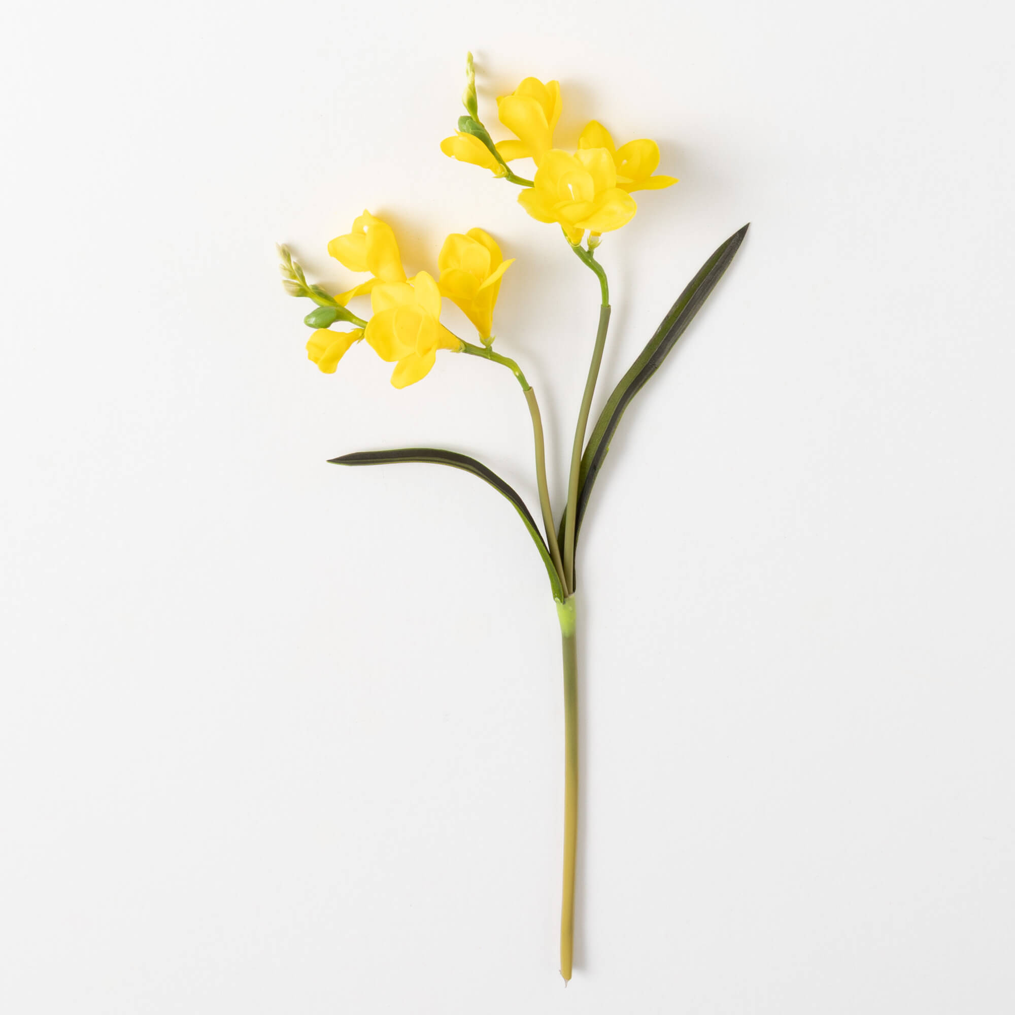 FREESIA STEM