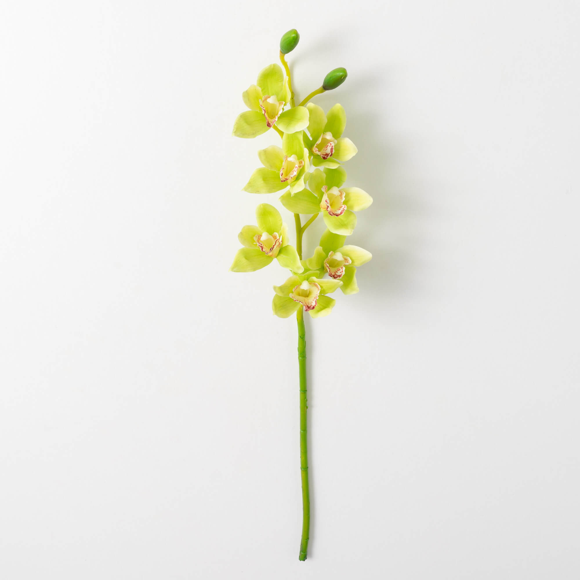 CYMBIDIUM SPRAY