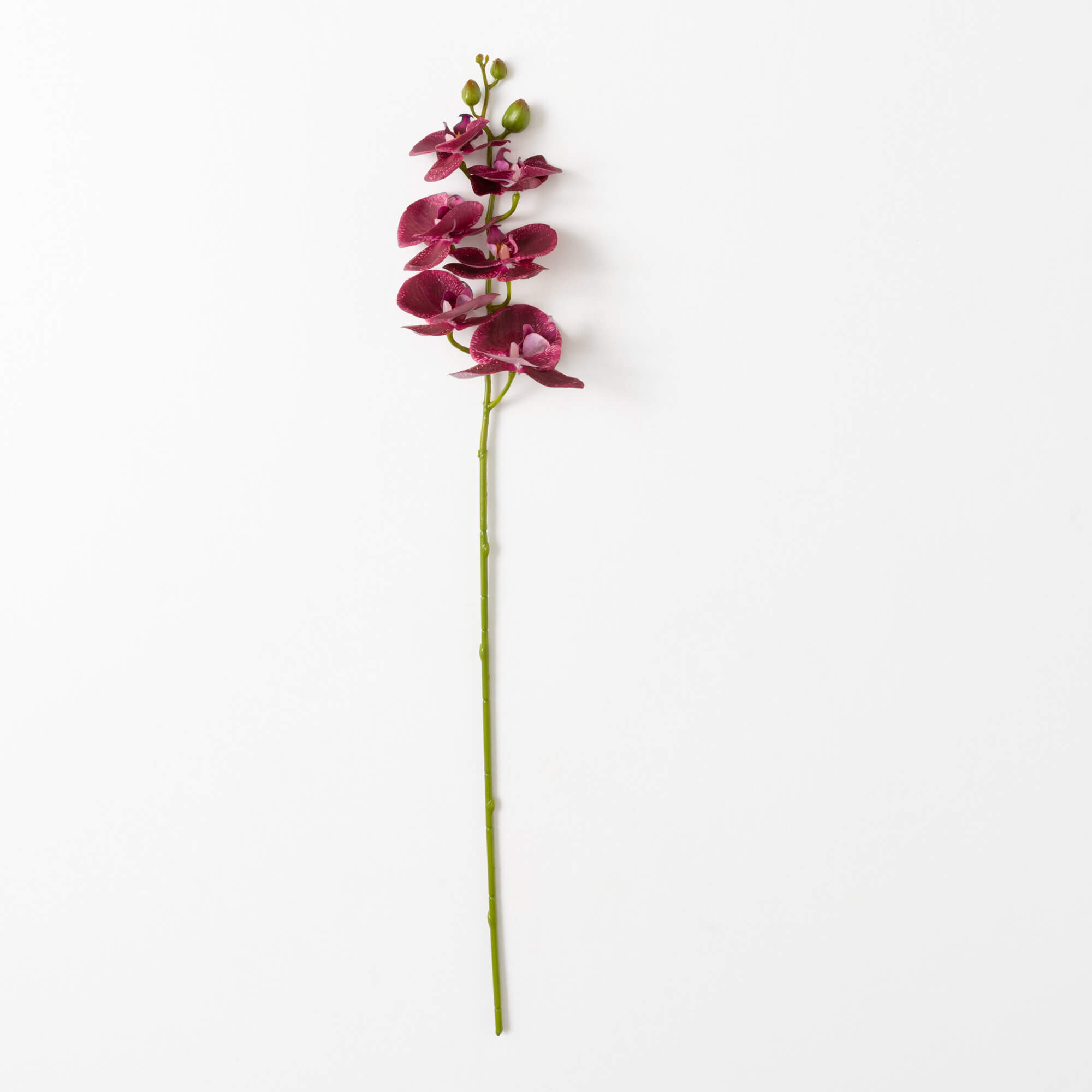 PHALAENOPSIS SPRAY