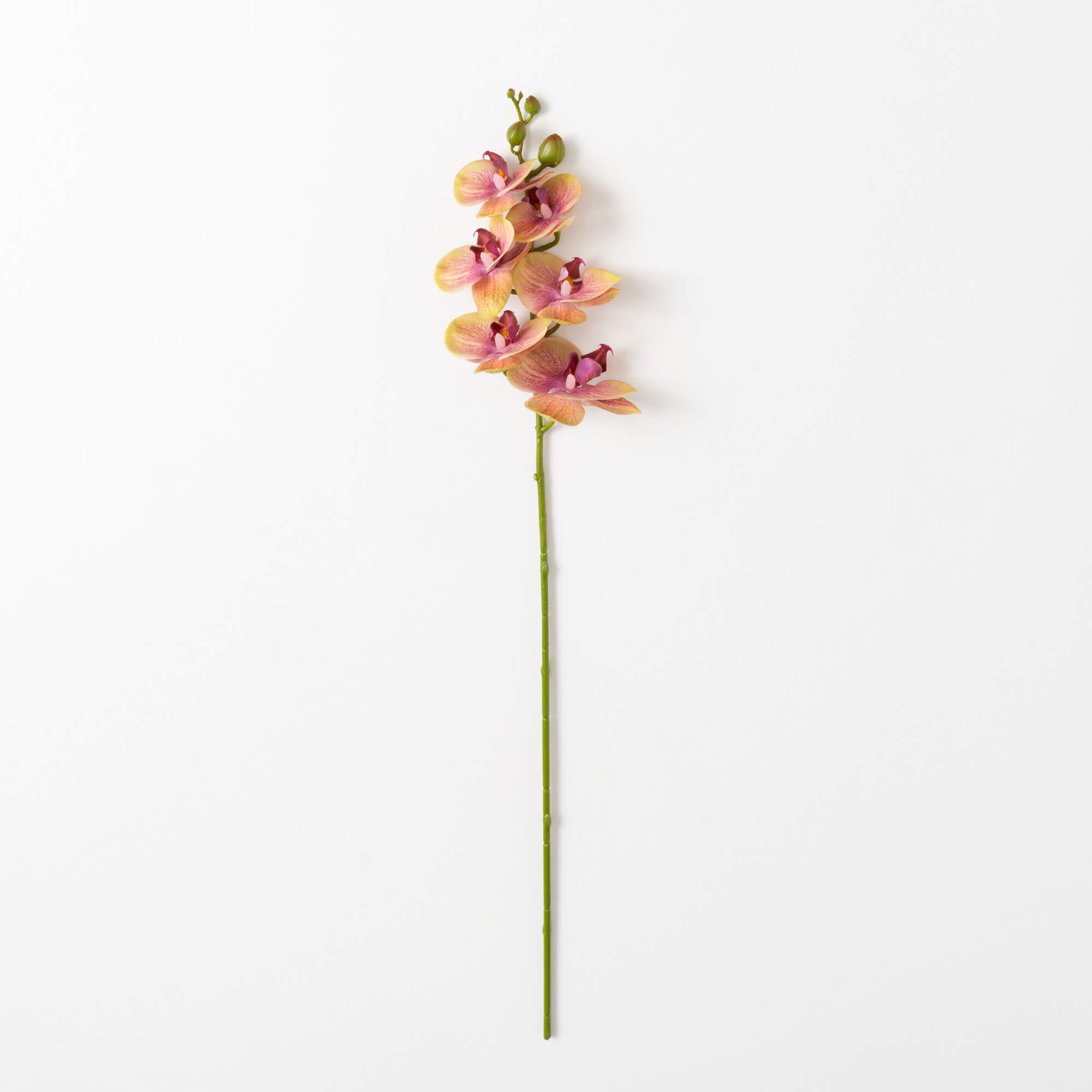 PHALAENOPSIS SPRAY