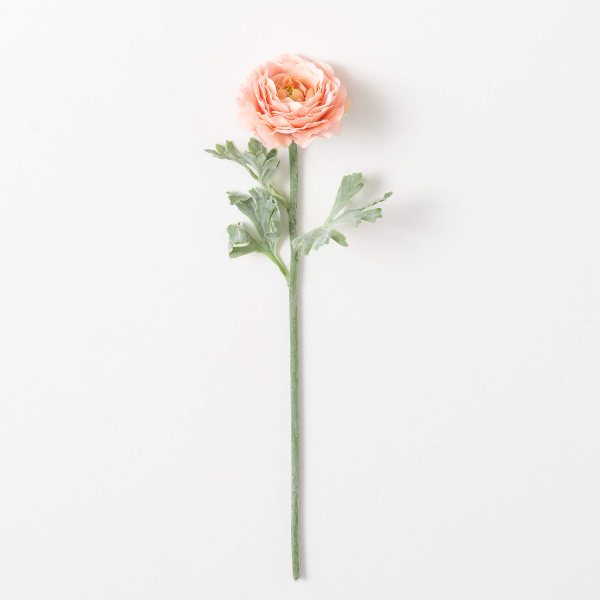 RANUNCULUS SPRAY