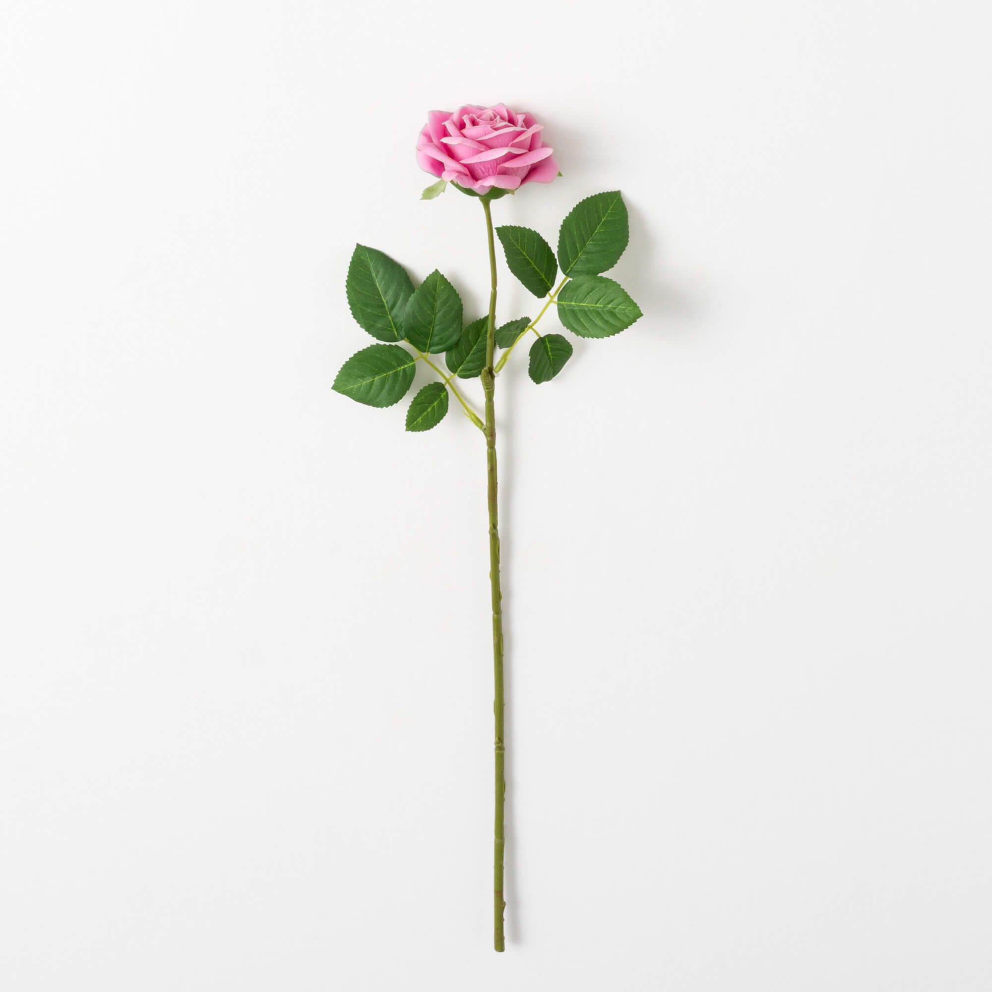ROSE STEM