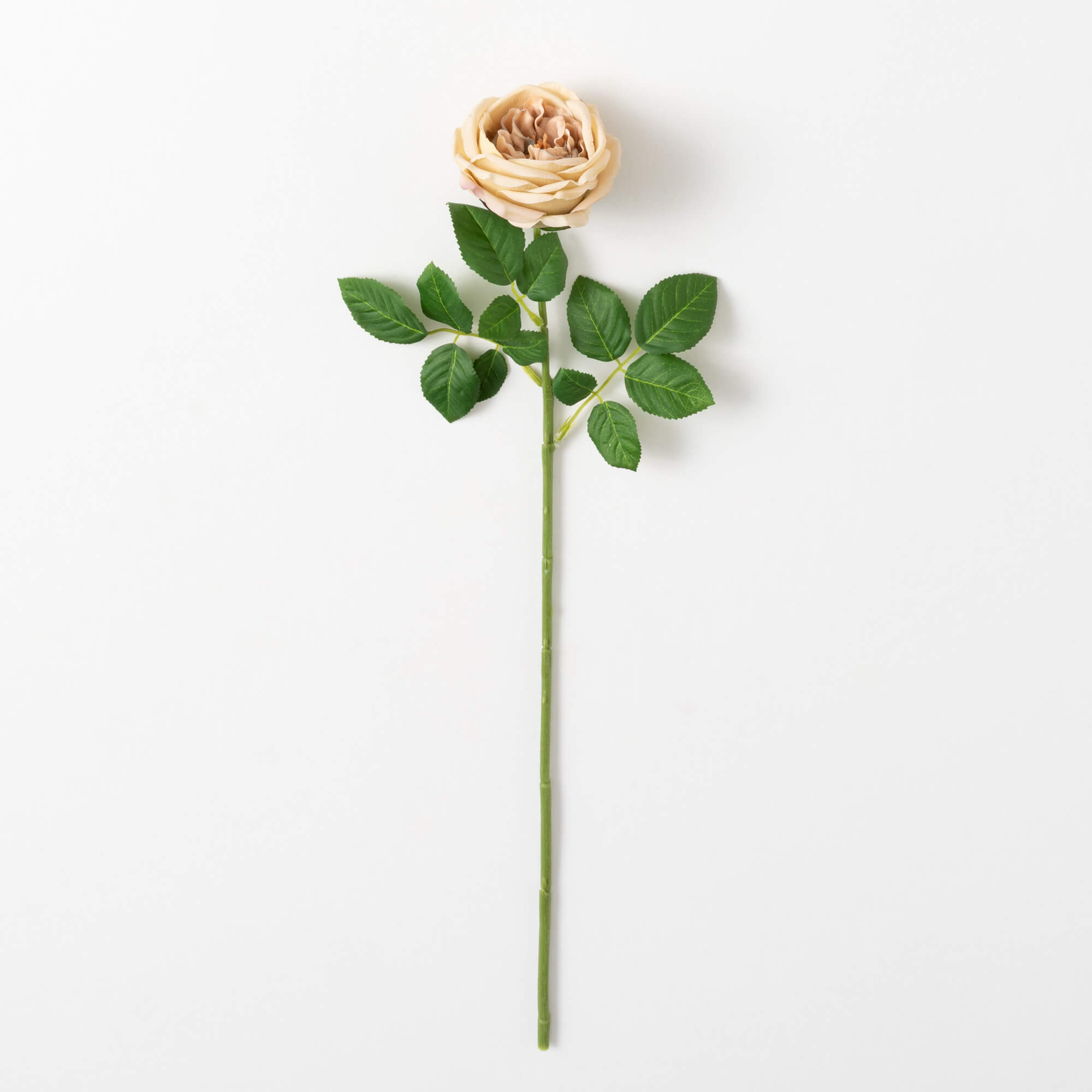GARDEN ROSE STEM