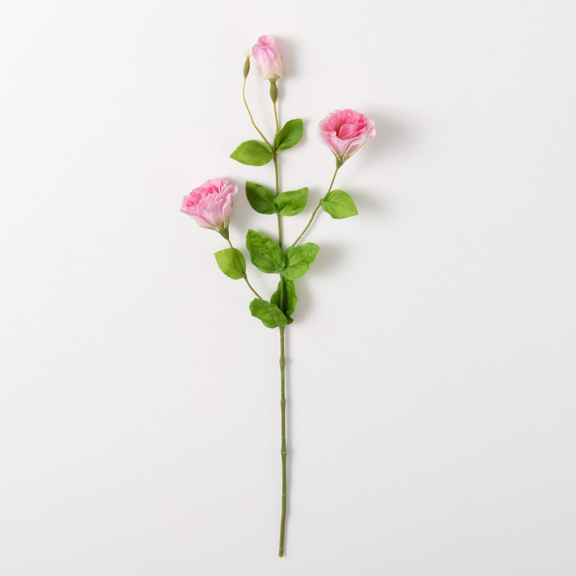 LISIANTHUS STEM