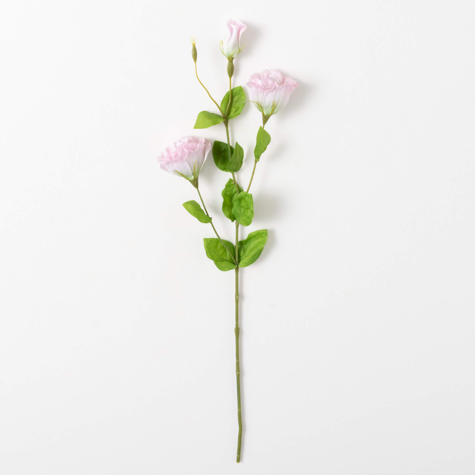 LISIANTHUS STEM
