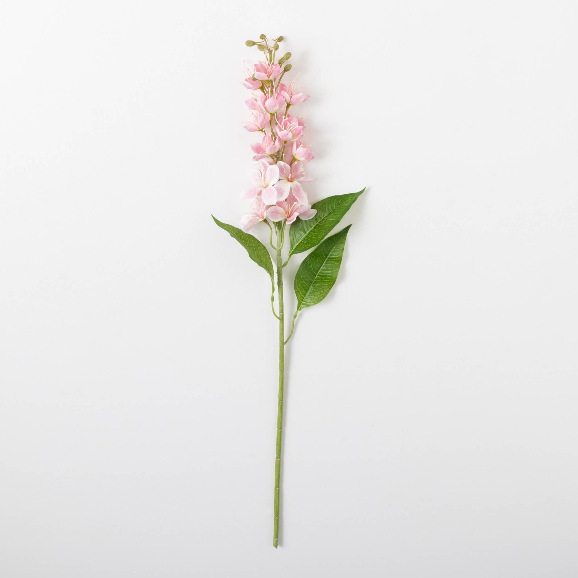 LARKSPUR STEM