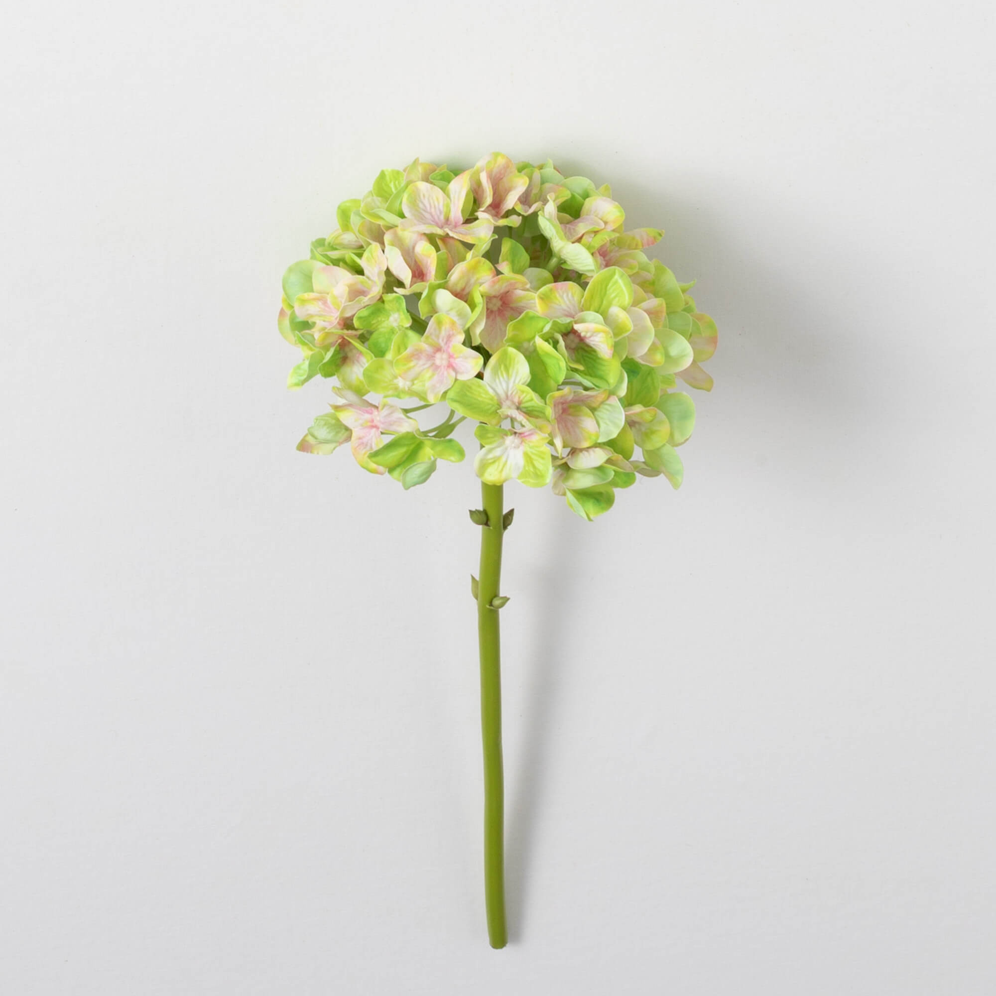 HYDRANGEA STEM