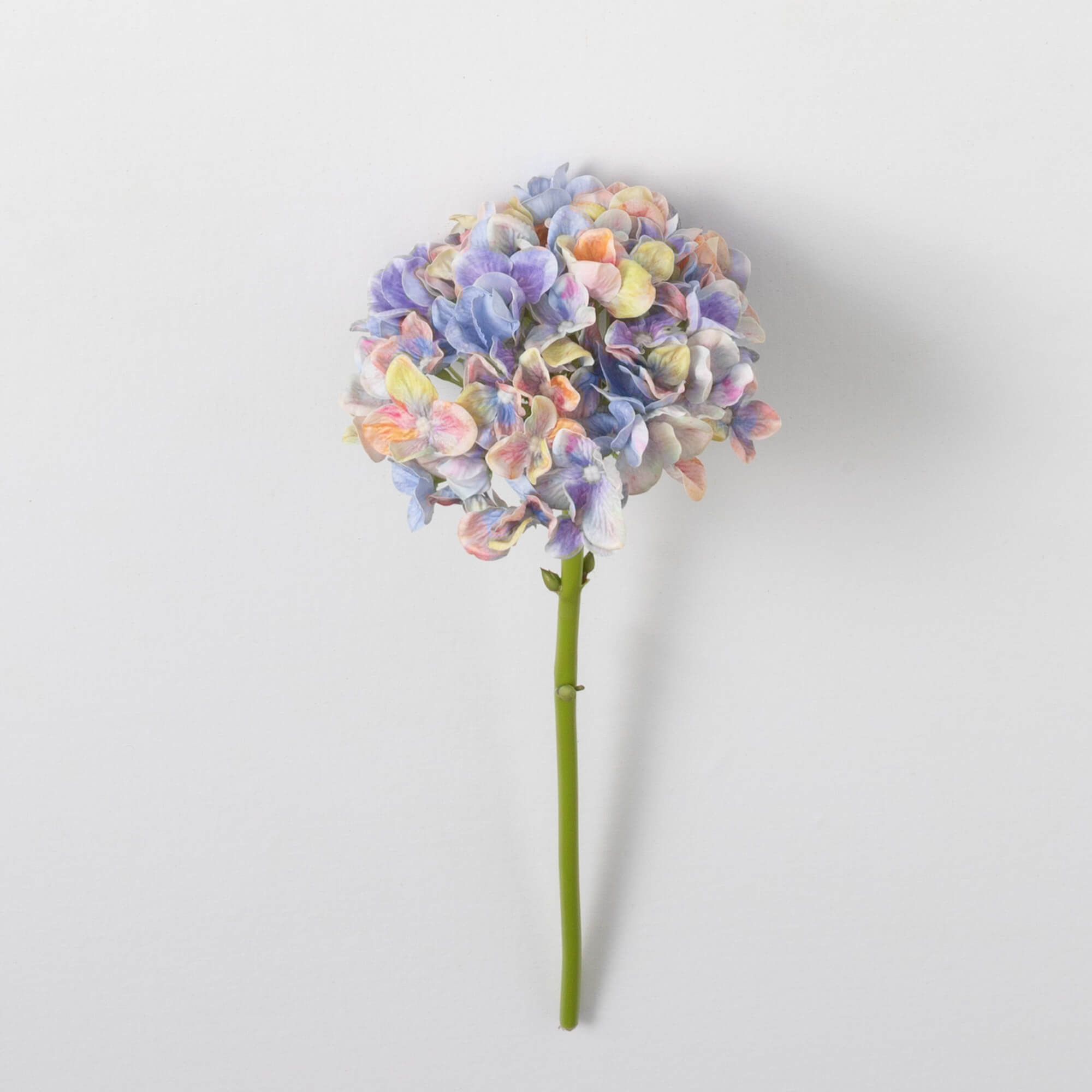 HYDRANGEA STEM