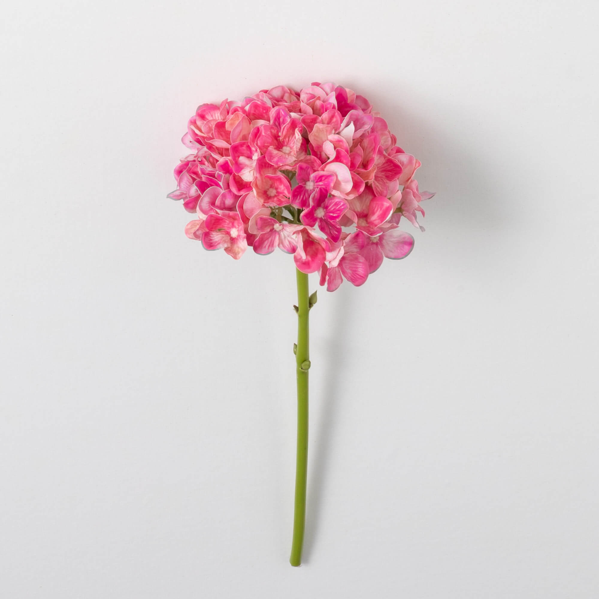 HYDRANGEA STEM