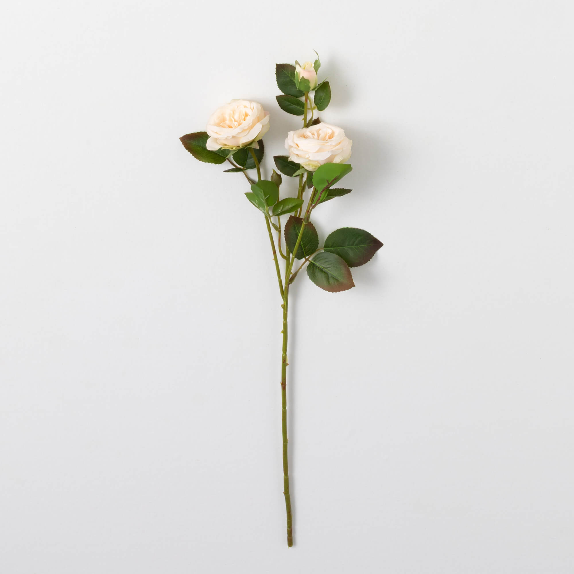 ROSE STEM