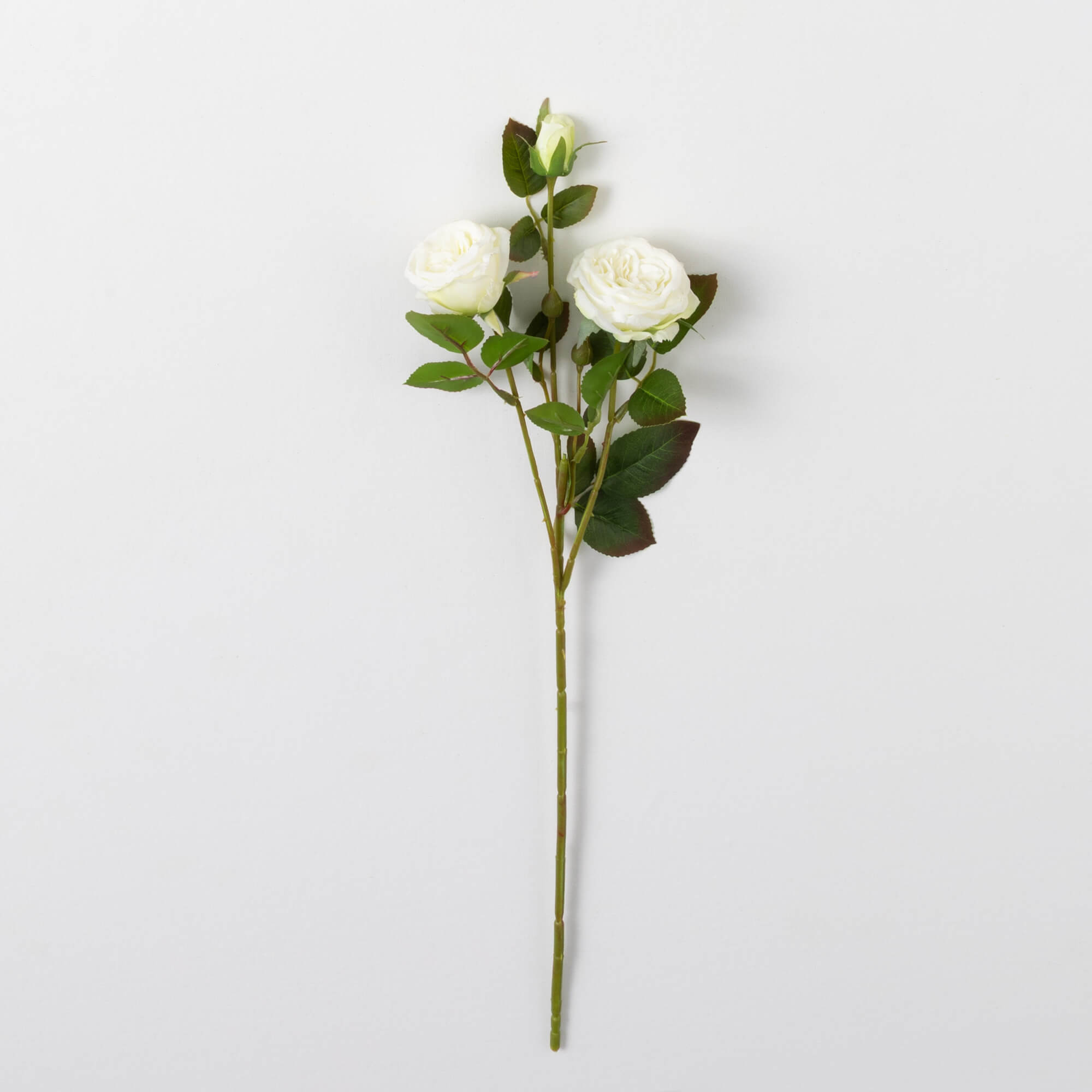 ROSE STEM