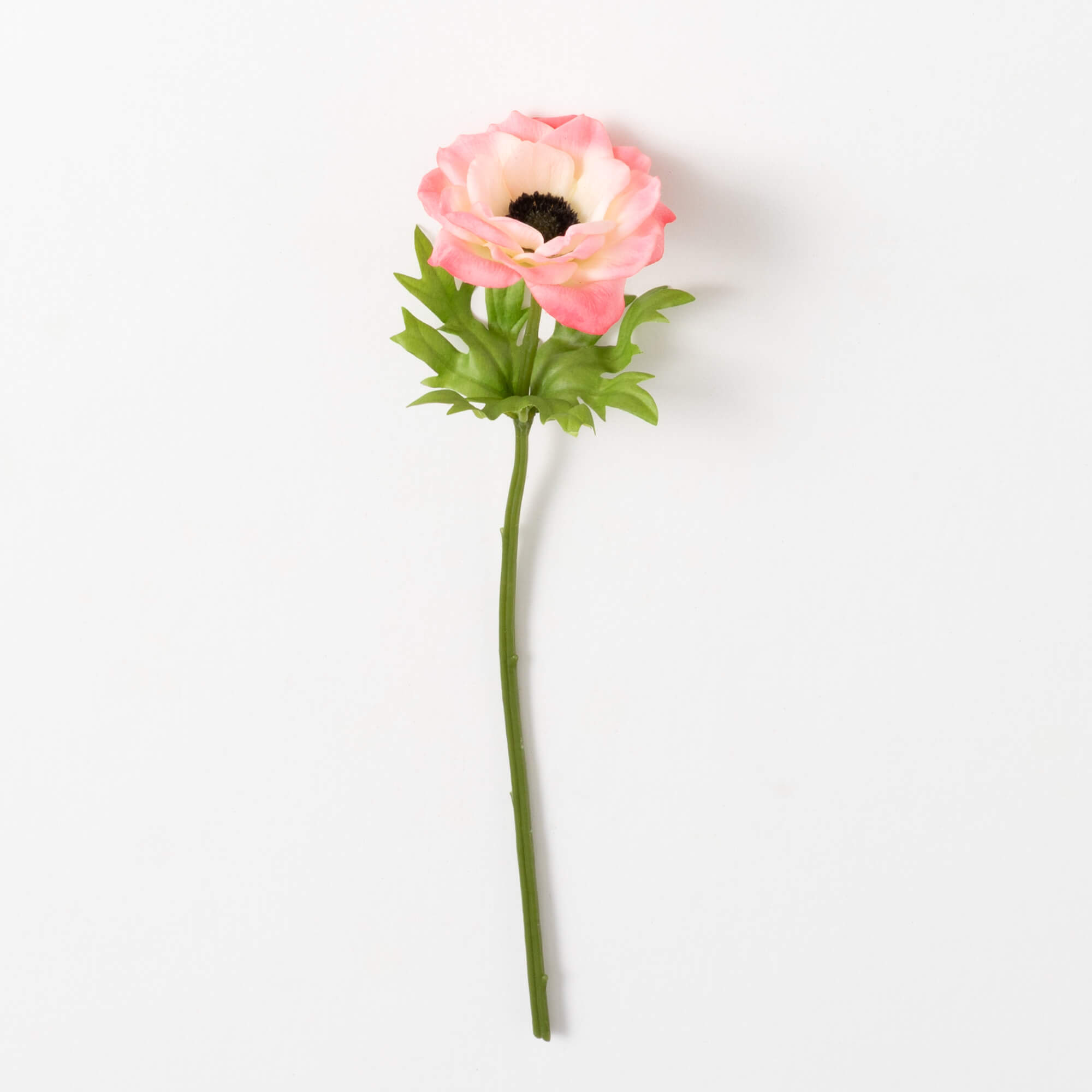 ANEMONE STEM