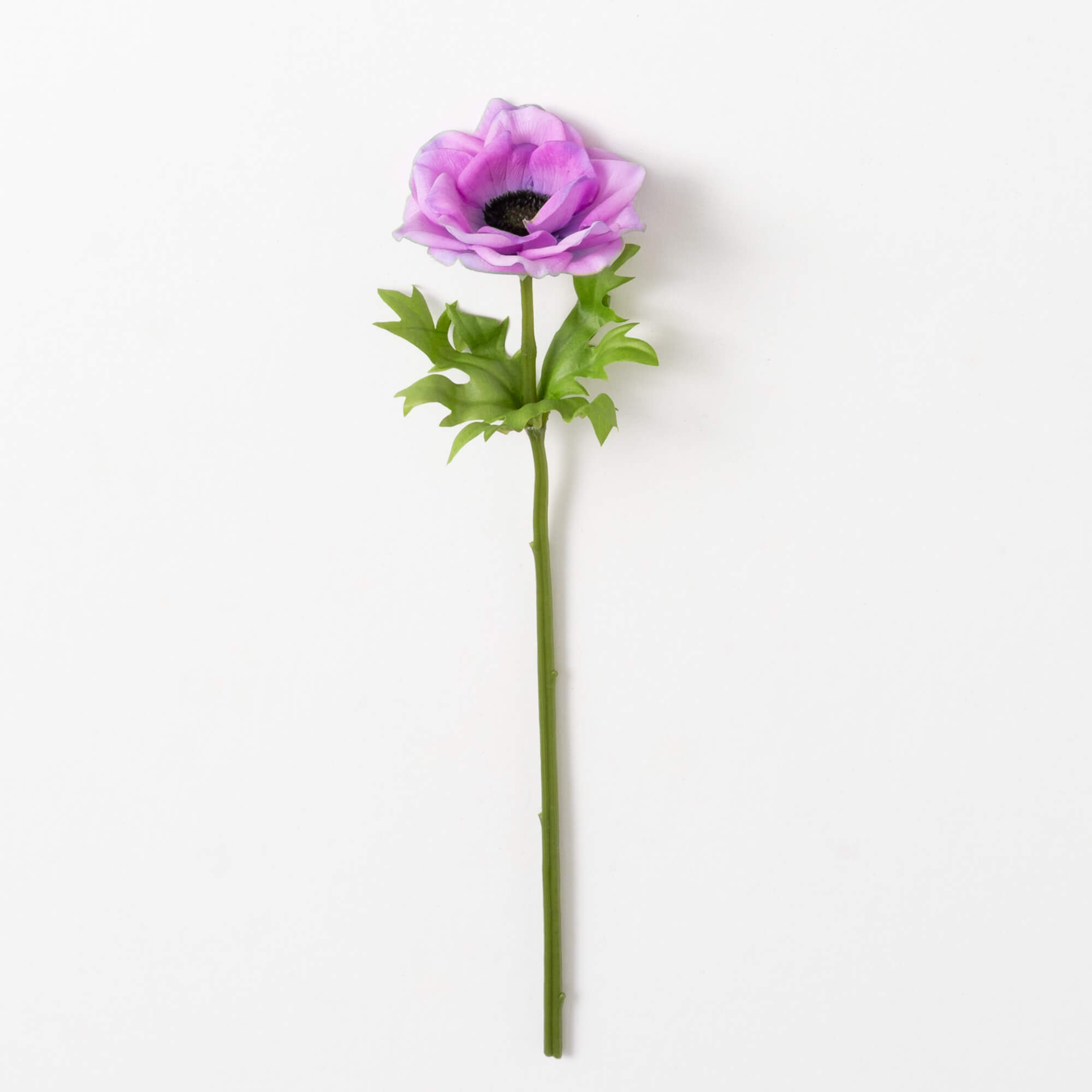 ANEMONE STEM