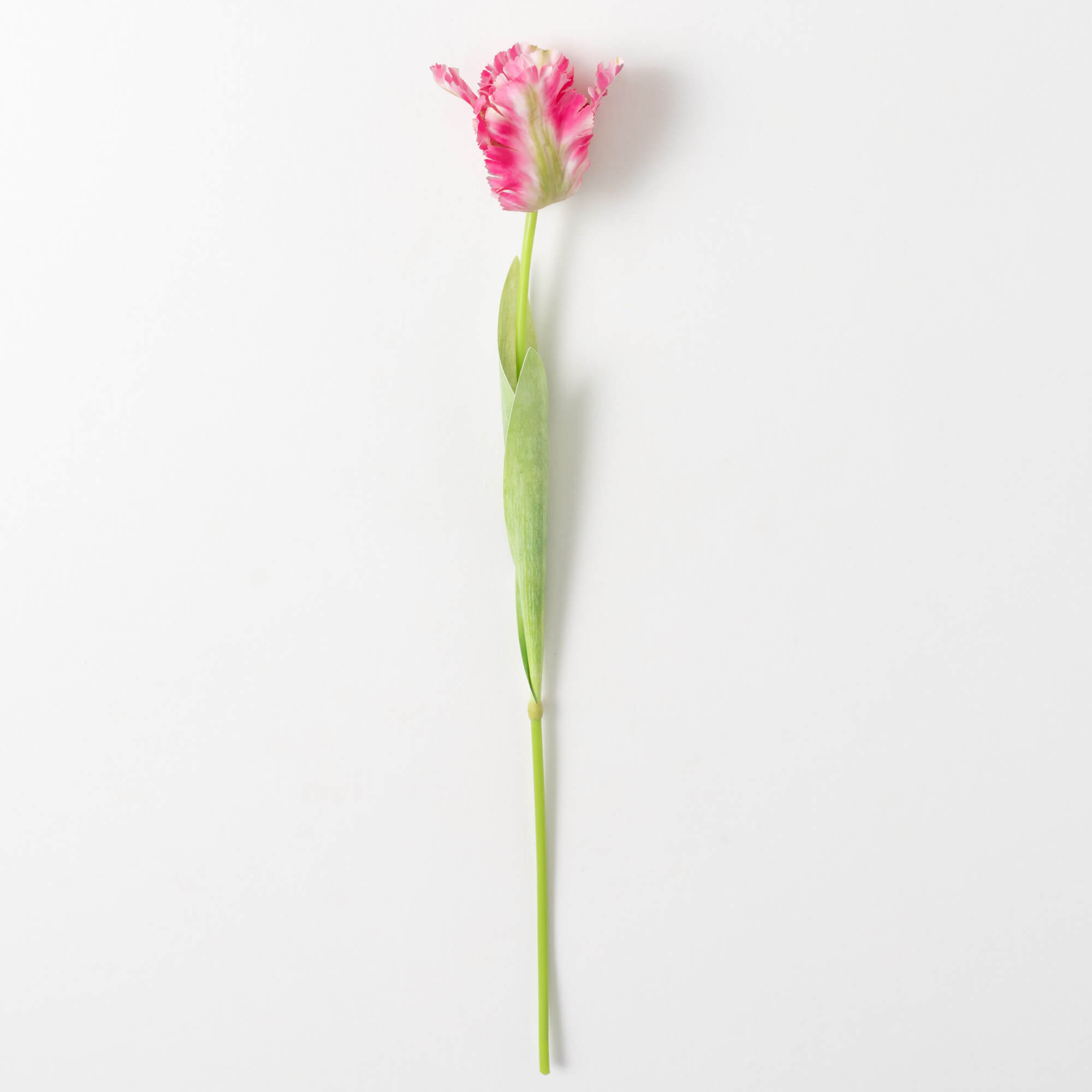 PARROT TULIP STEM
