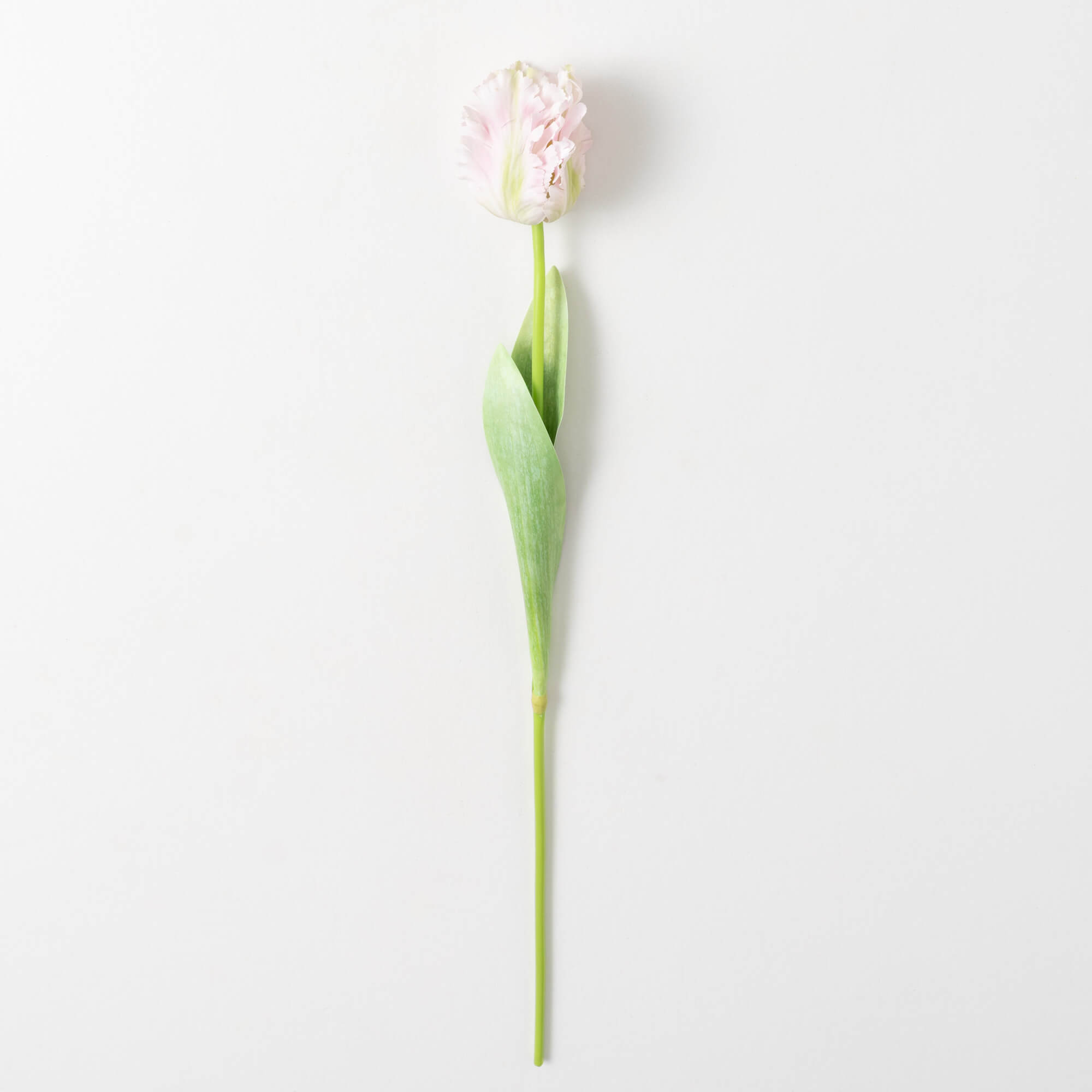PARROT TULIP STEM