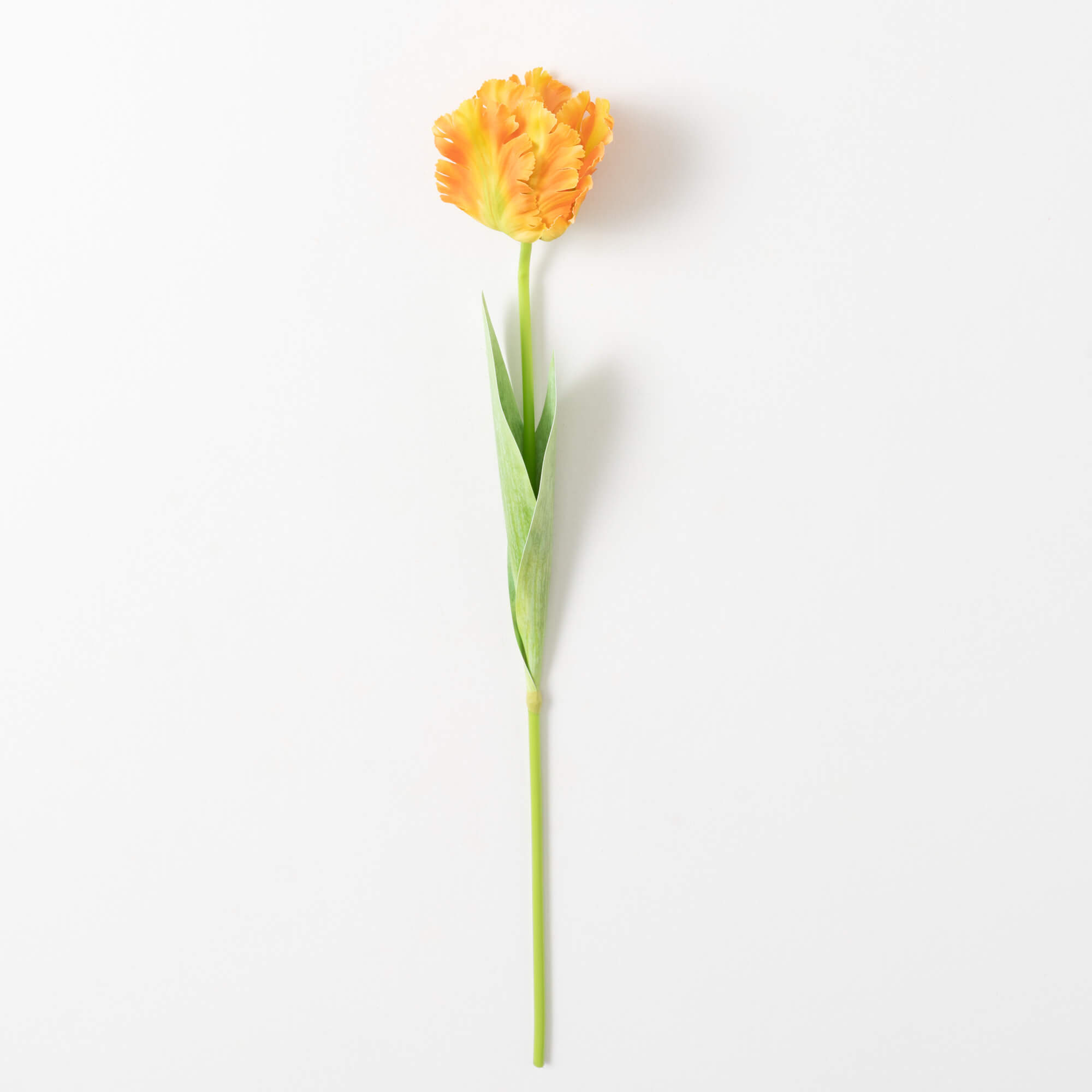 PARROT TULIP STEM