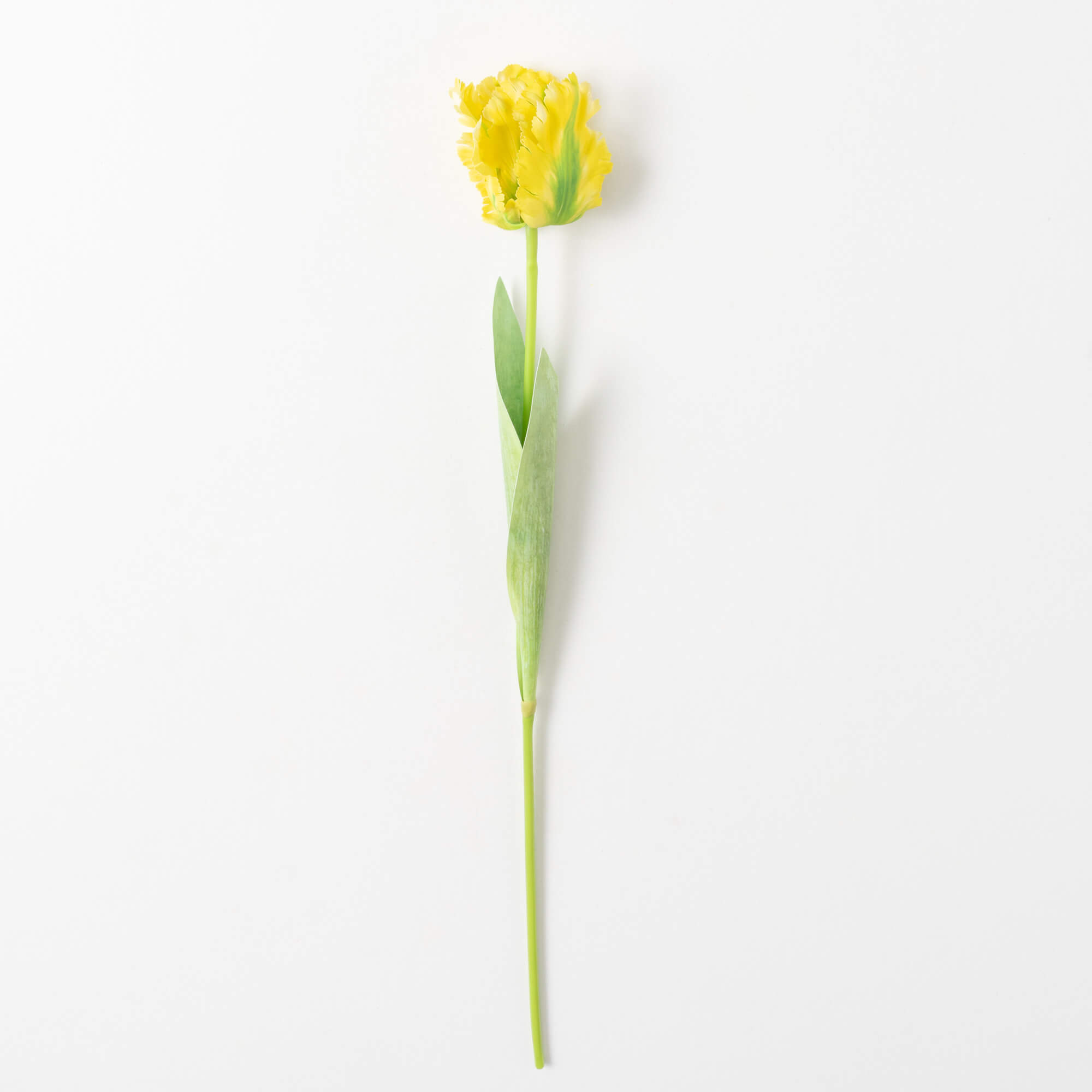 PARROT TULIP STEM