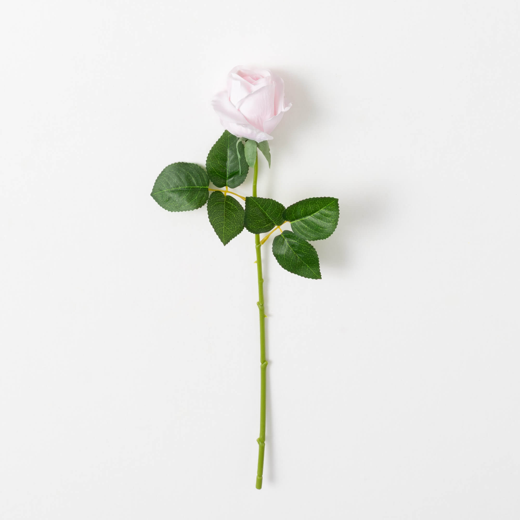 ROSE STEM