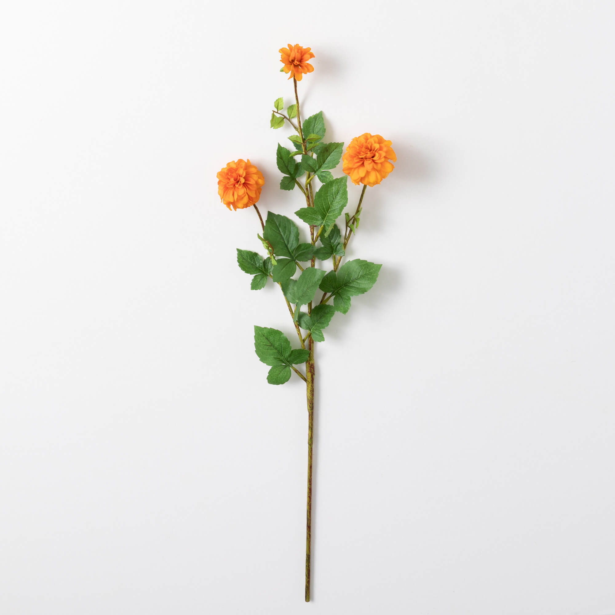 ZINNA SPRAY